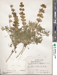 Lupinus densiflorus image