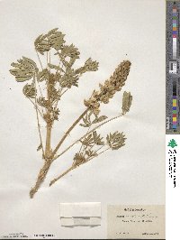 Lupinus densiflorus image