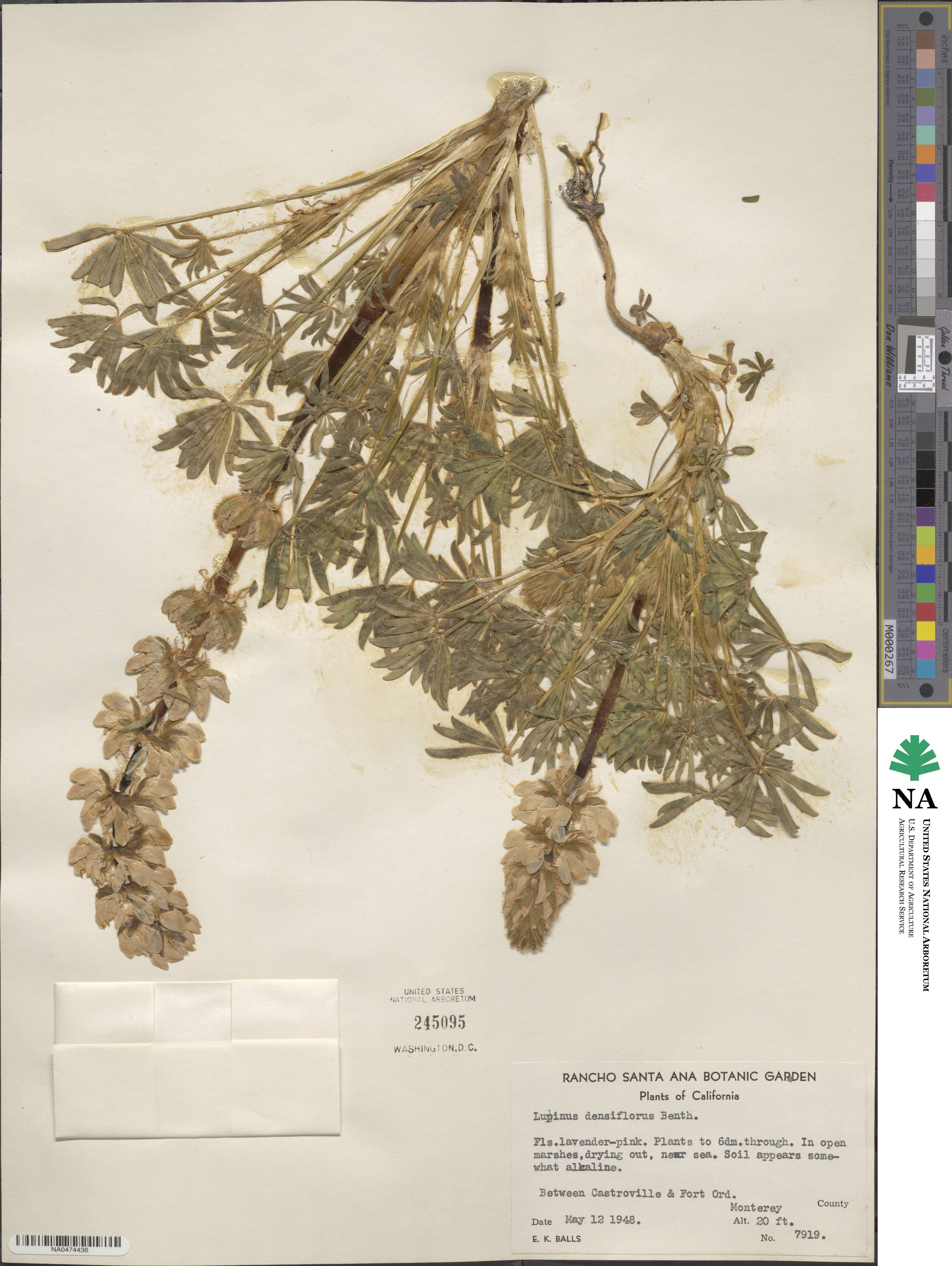 Lupinus densiflorus image