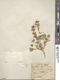 Lupinus densiflorus image