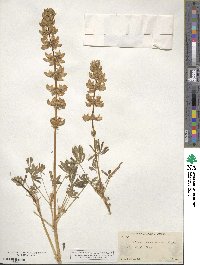 Lupinus densiflorus image