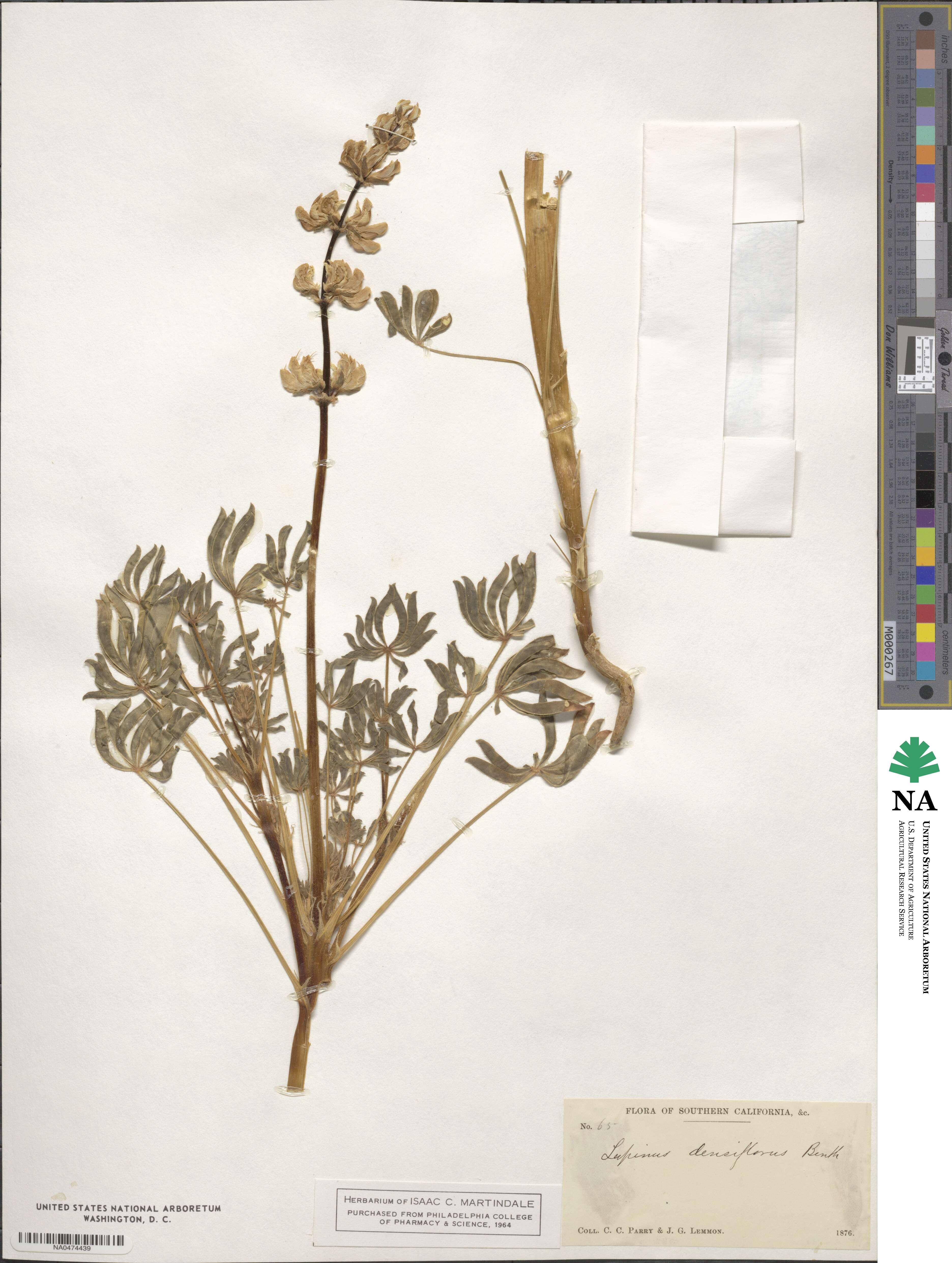 Lupinus densiflorus image