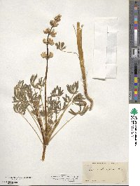 Lupinus densiflorus image