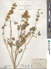 Lupinus densiflorus image