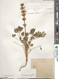 Lupinus densiflorus image