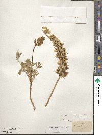 Lupinus densiflorus image