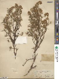 Image of Lupinus depressus