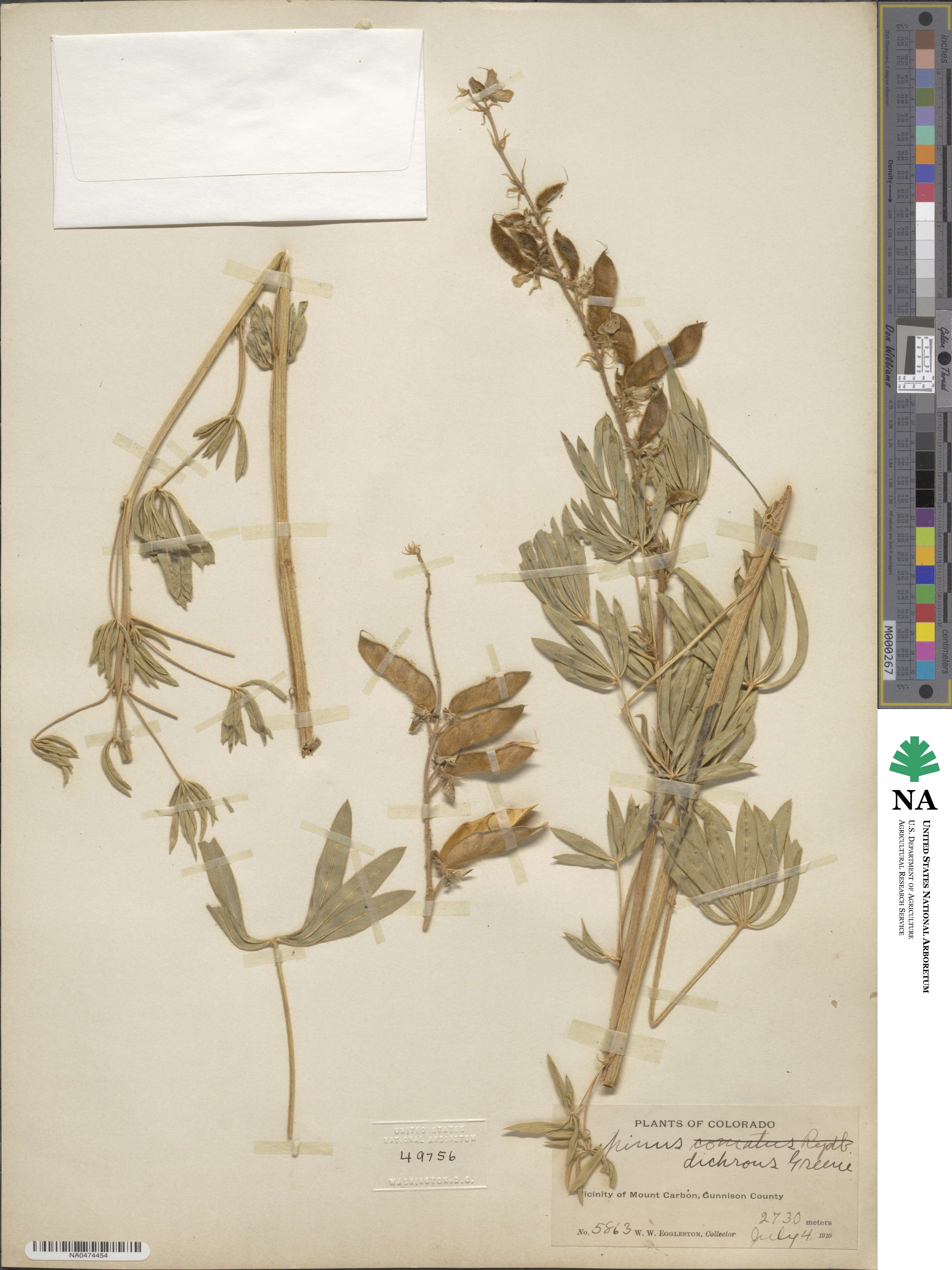 Lupinus sericeus subsp. sericeus image