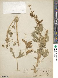 Lupinus sericeus image