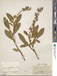 Lupinus diffusus image