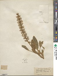 Lupinus diffusus image