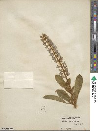 Lupinus diffusus image