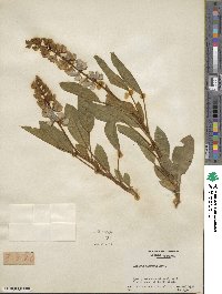 Lupinus diffusus image