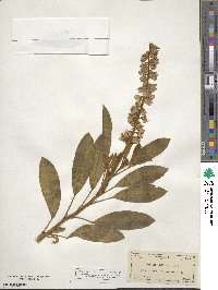 Lupinus diffusus image