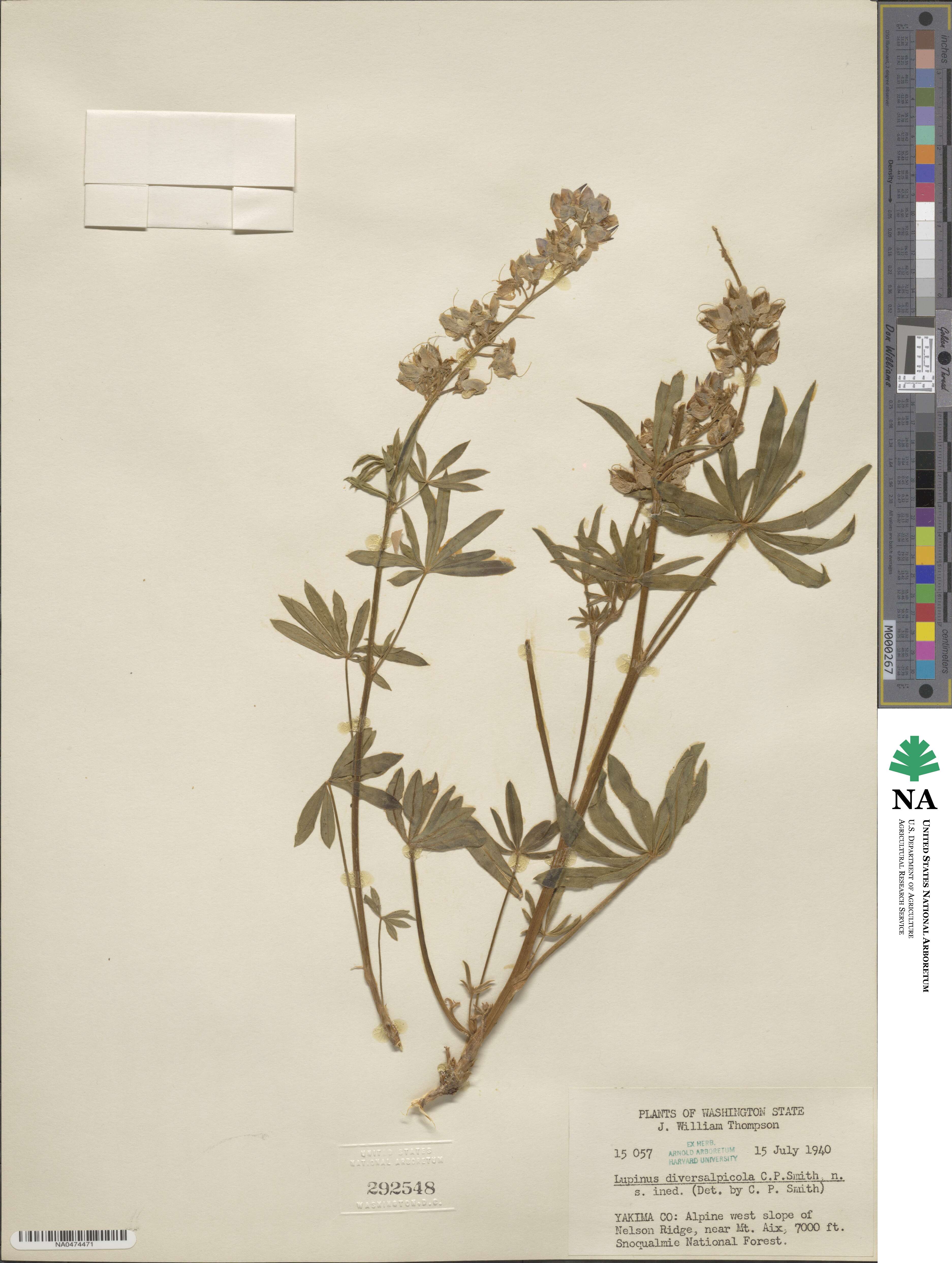 Lupinus wyethii subsp. wyethii image