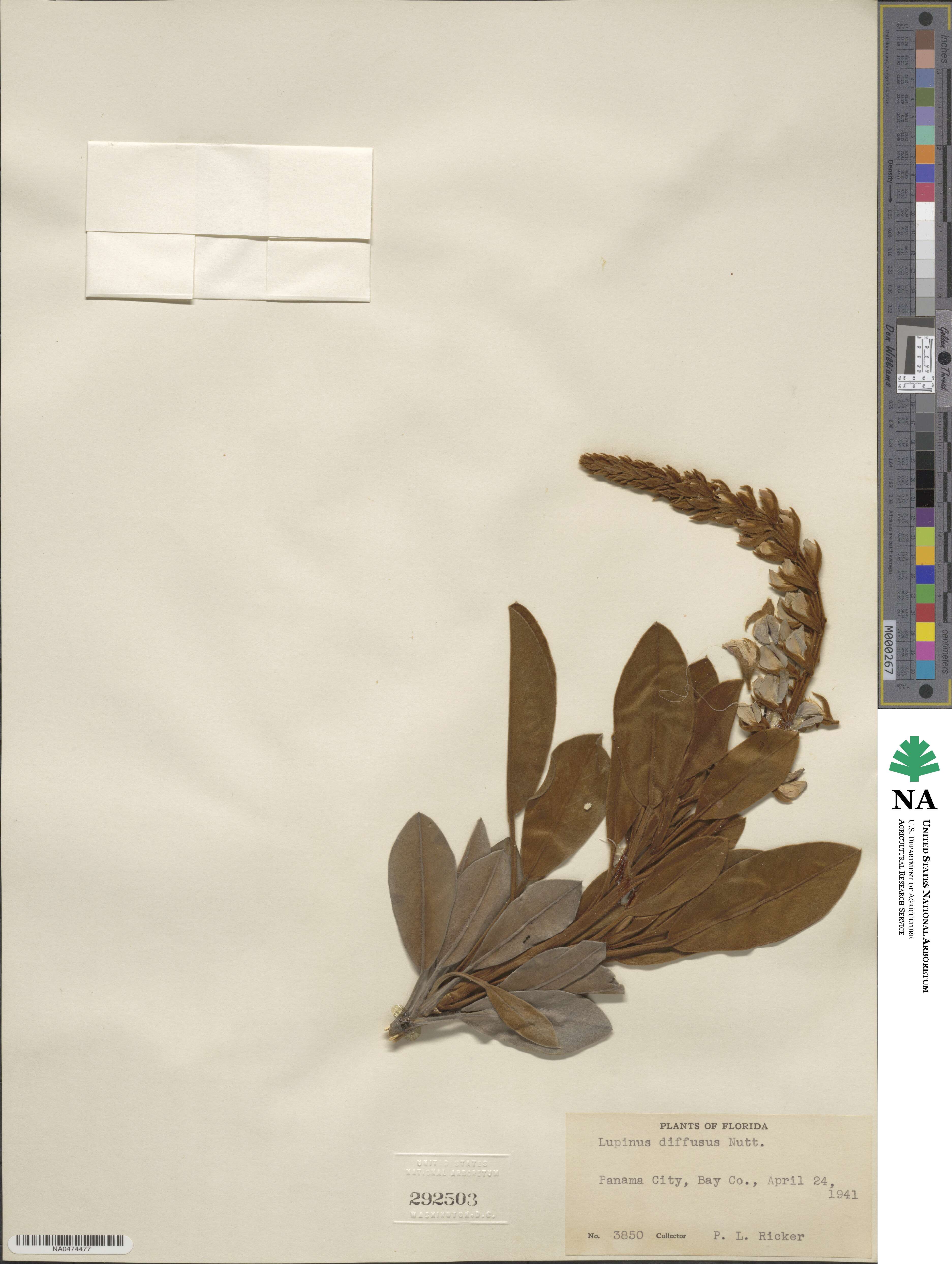 Lupinus diffusus image
