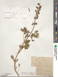 Image of Lupinus douglasii