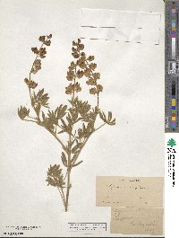 Lupinus douglasii image