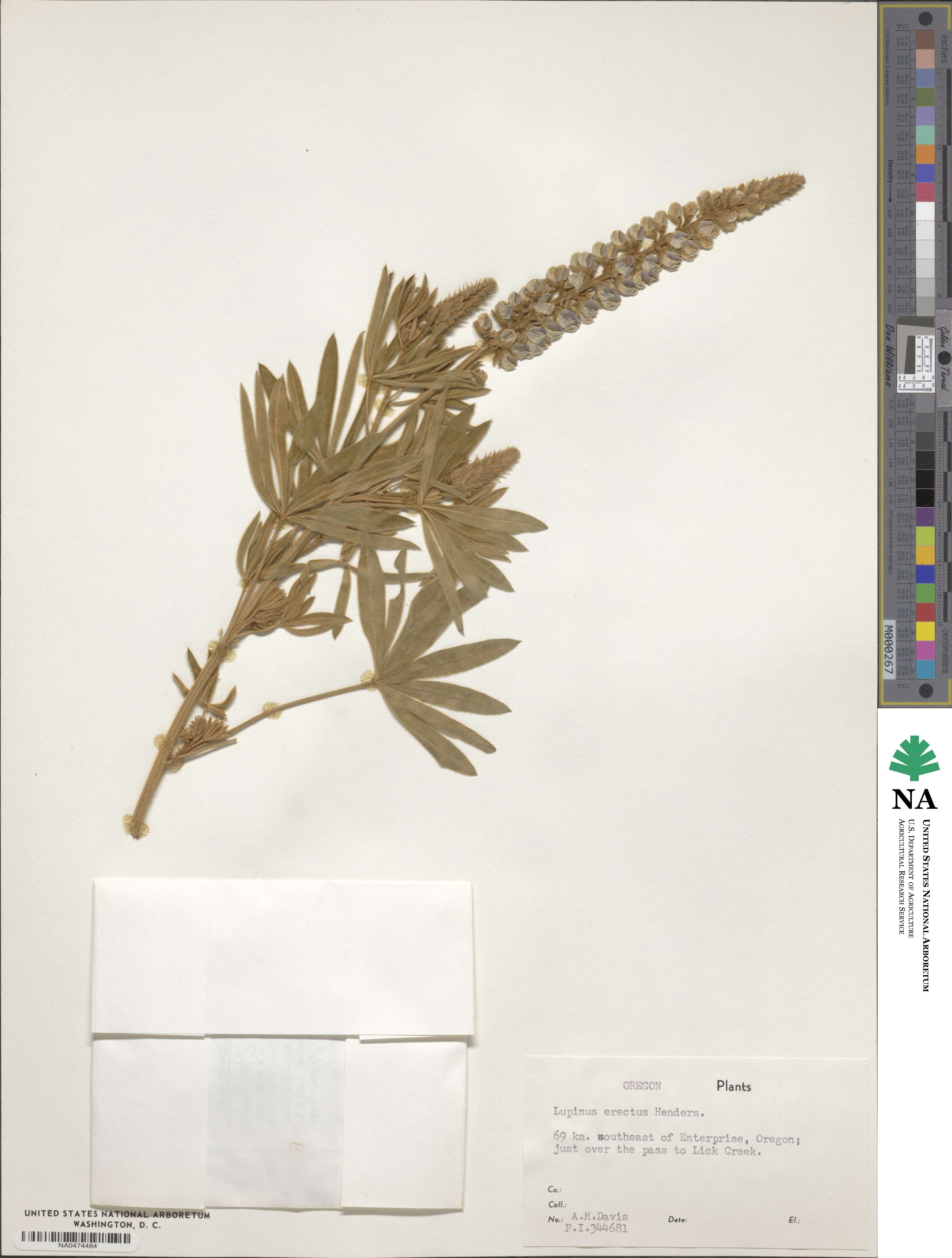 Lupinus leucophyllus subsp. erectus image