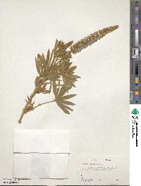 Lupinus leucophyllus subsp. erectus image