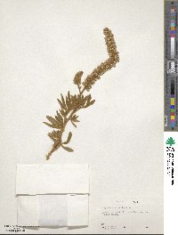 Lupinus leucophyllus subsp. erectus image