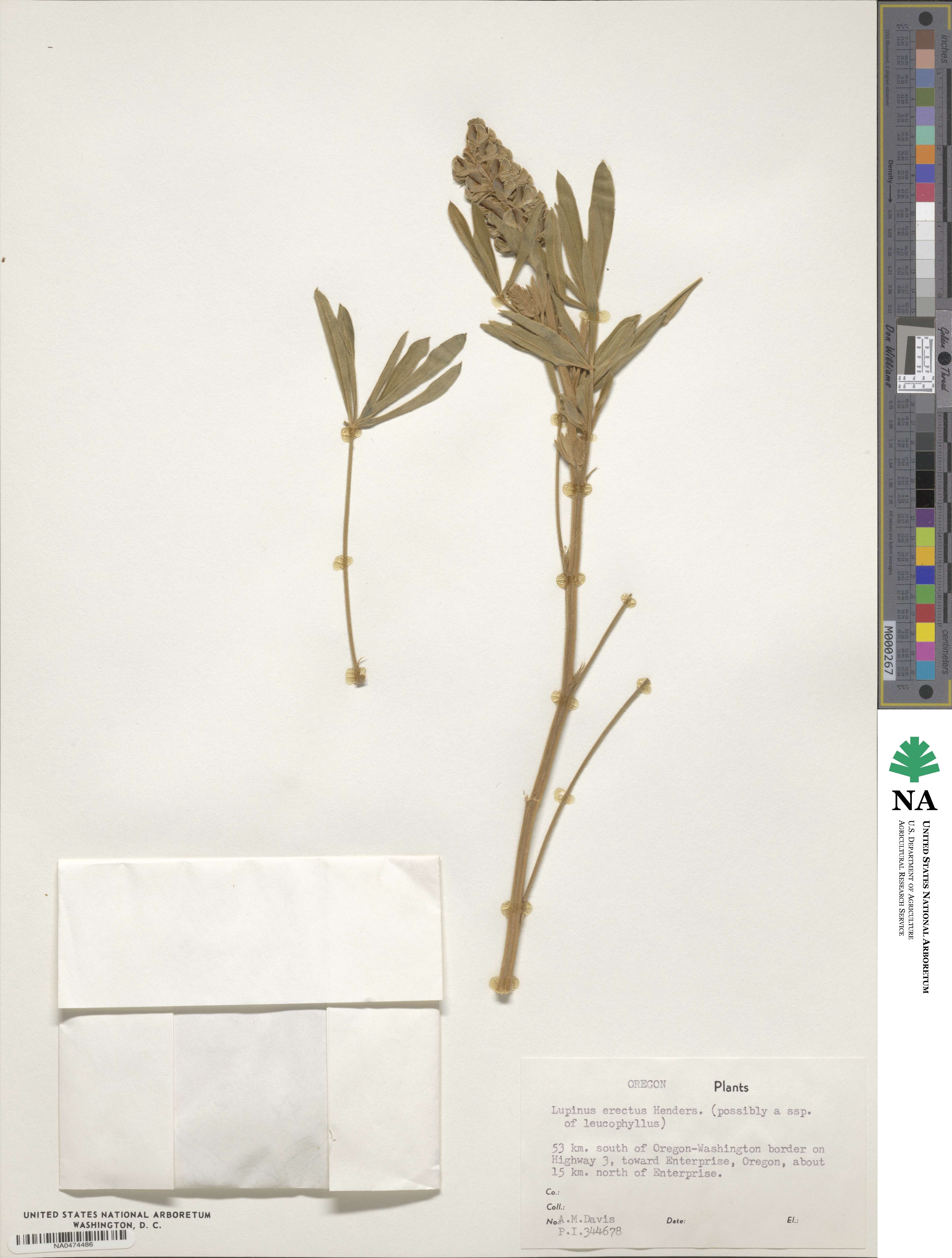 Lupinus leucophyllus subsp. erectus image