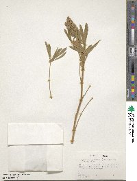 Lupinus leucophyllus subsp. erectus image