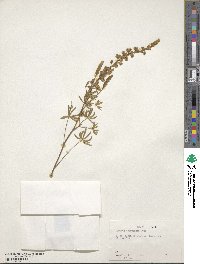 Lupinus evermannii image