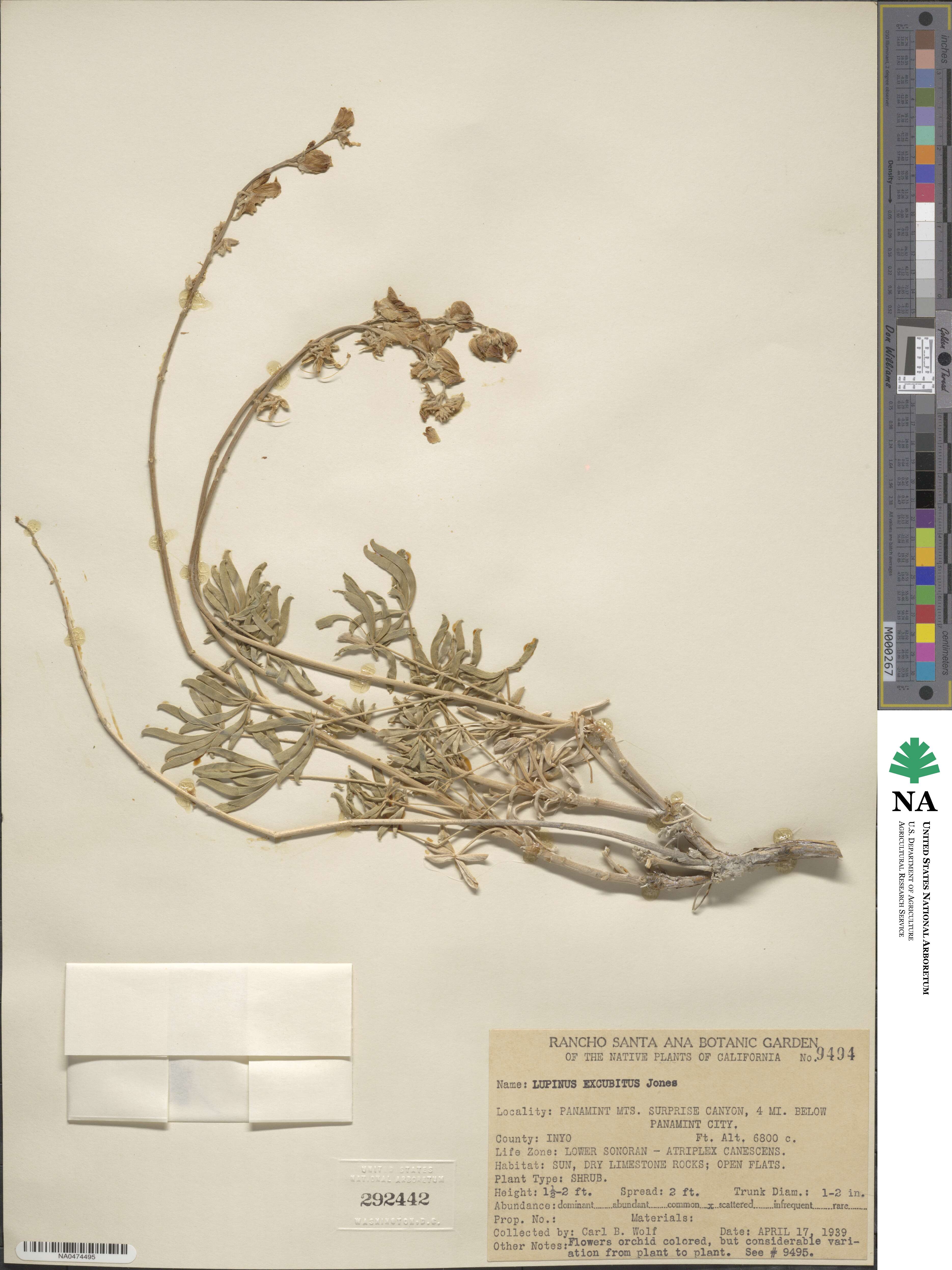 Lupinus excubitus image