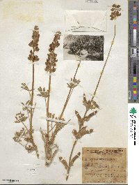 Lupinus excubitus image