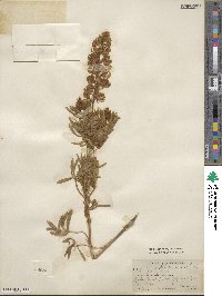 Lupinus flexuosus image