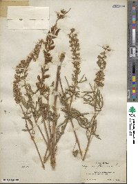 Lupinus flexuosus image