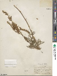 Lupinus argenteus var. myrianthus image