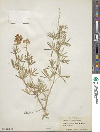 Lupinus argenteus image