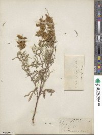 Lupinus argenteus image