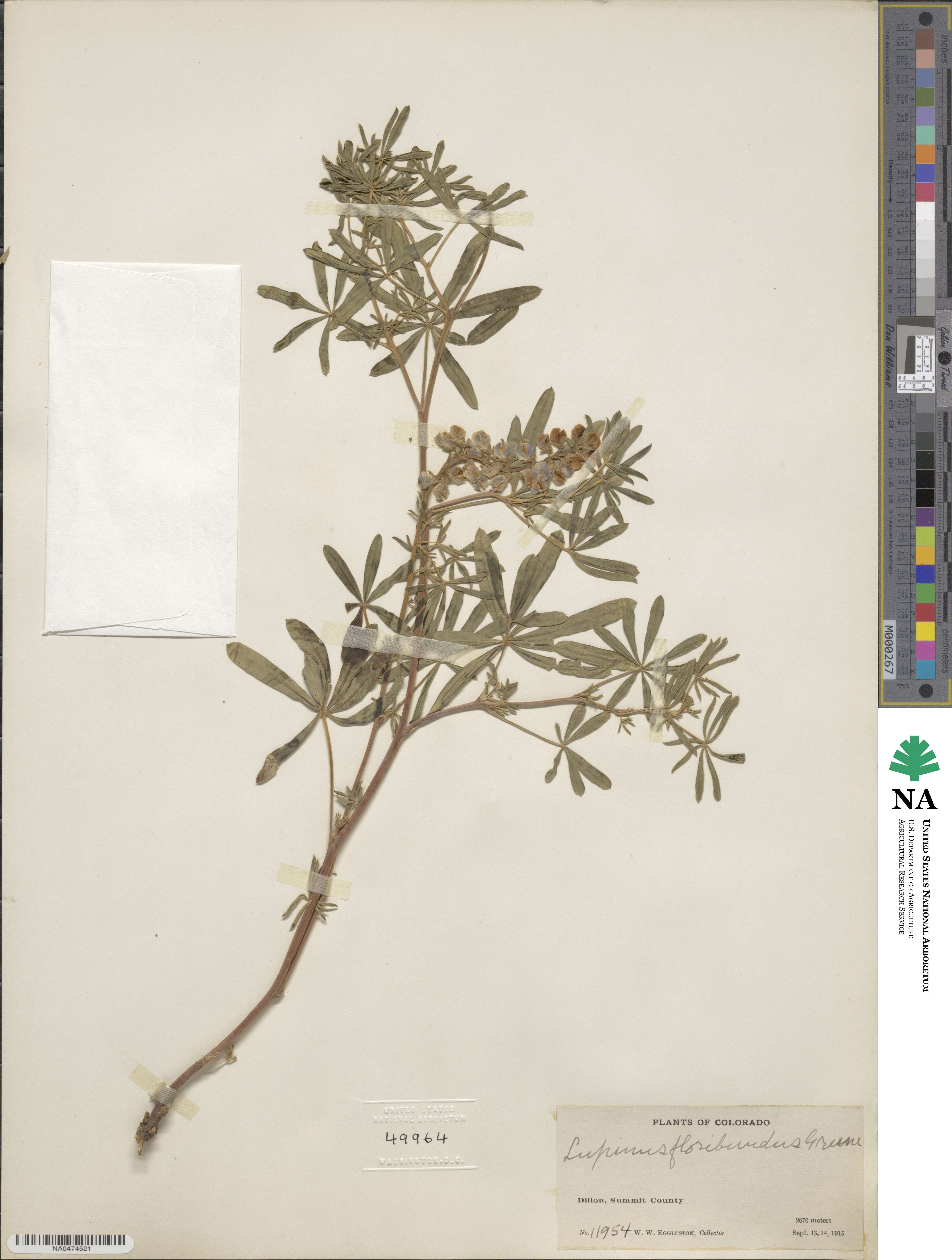 Lupinus argenteus var. myrianthus image