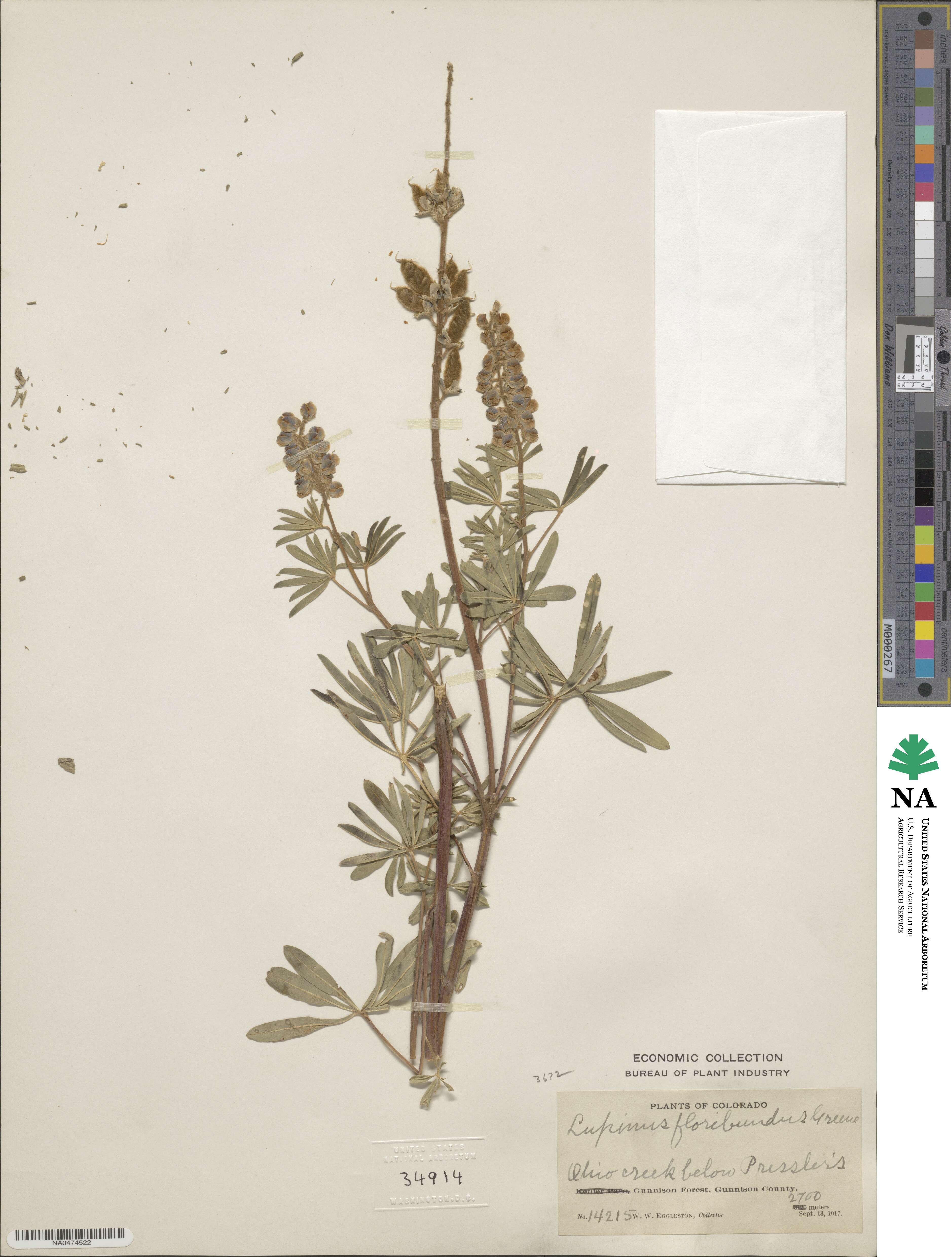 Lupinus argenteus var. myrianthus image