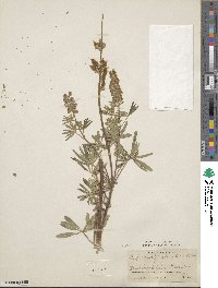 Lupinus argenteus var. myrianthus image