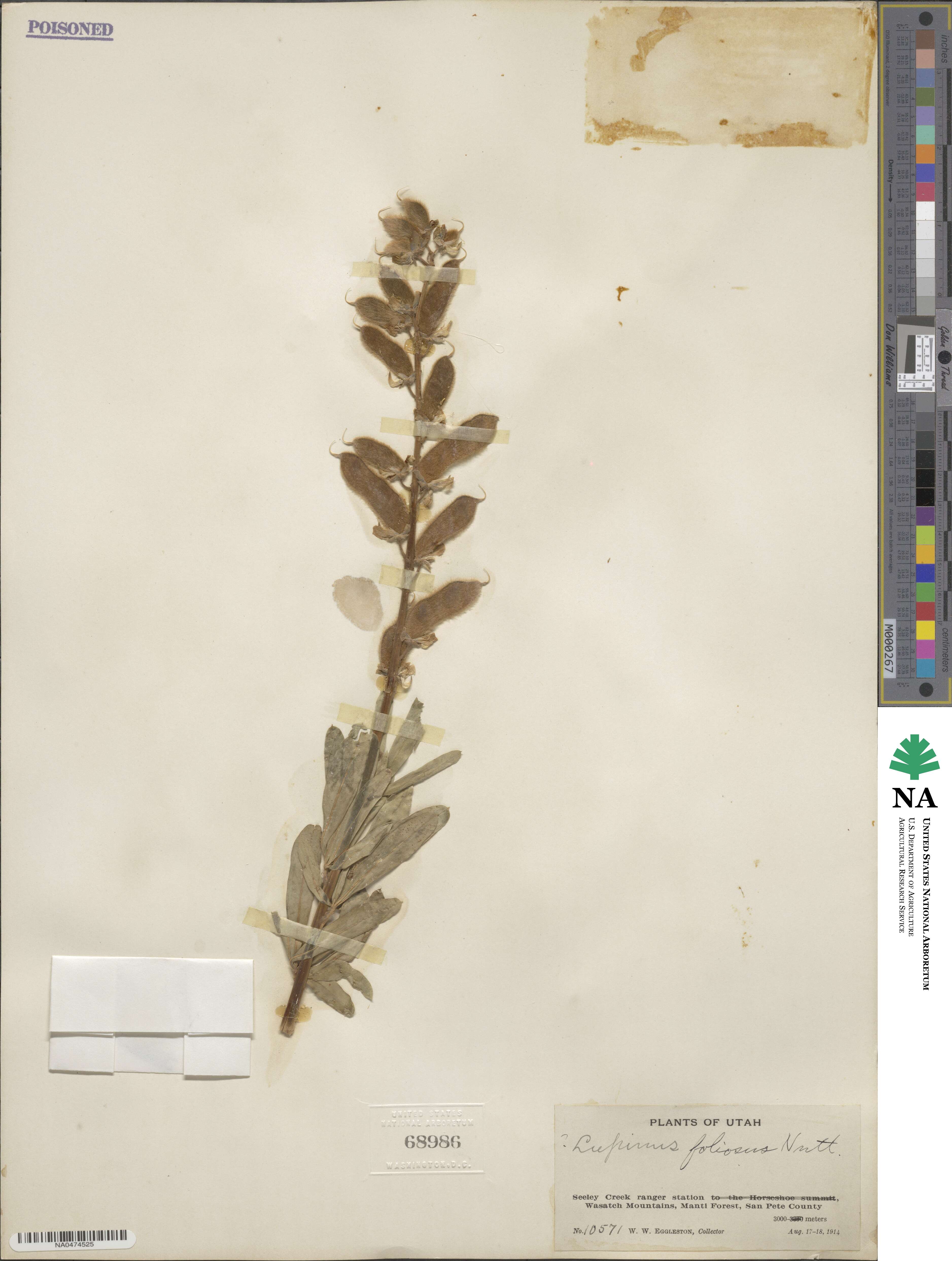 Lupinus foliosus image