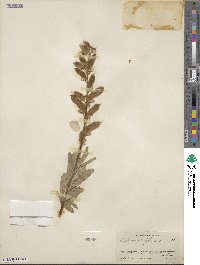 Lupinus foliosus image