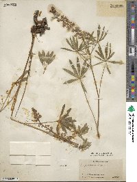 Lupinus foliosus image