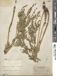 Lupinus foliosus image