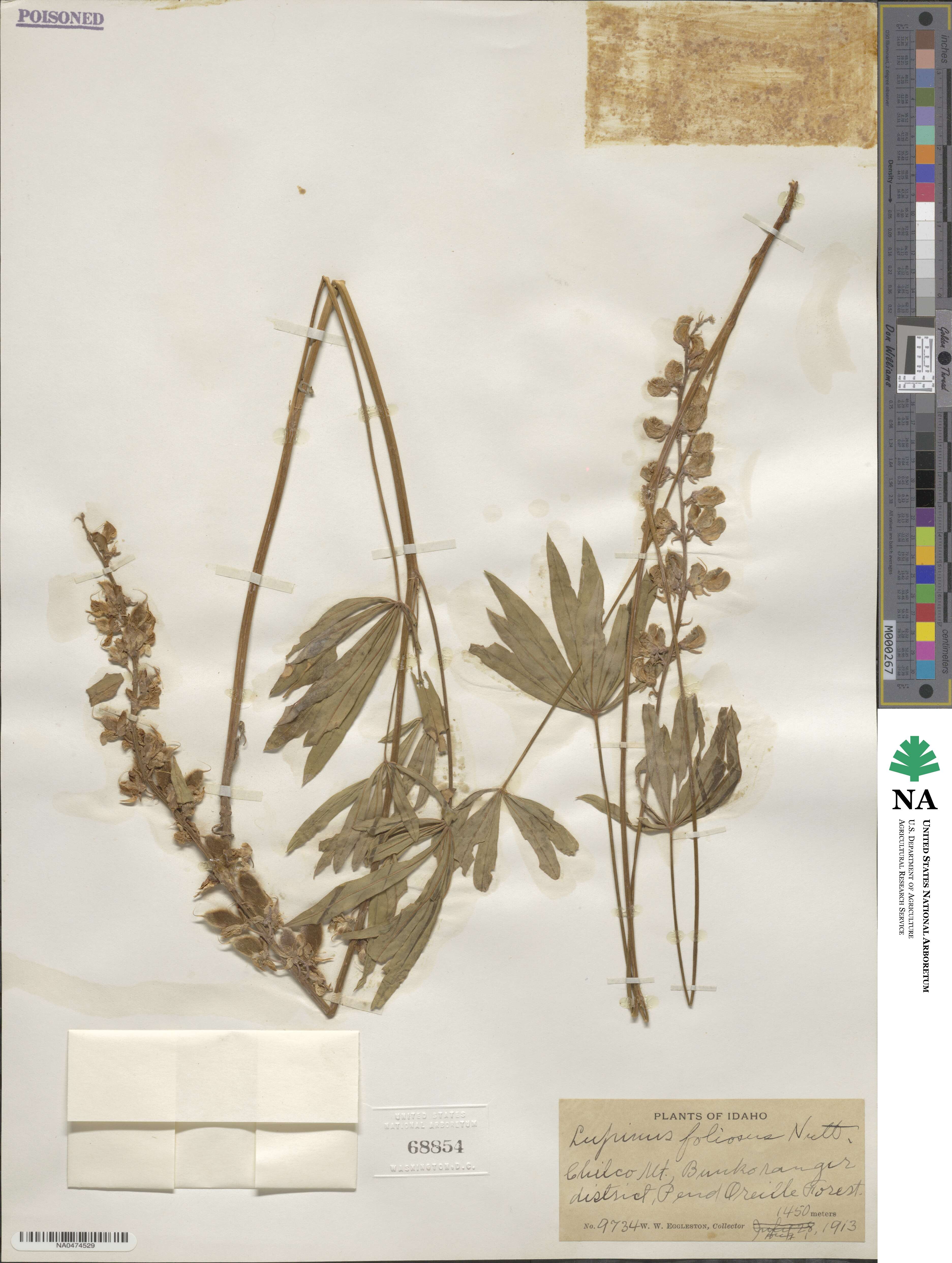 Lupinus foliosus image