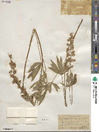 Lupinus foliosus image