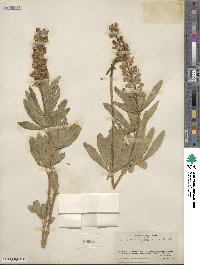 Lupinus foliosus image