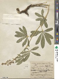 Lupinus foliosus image