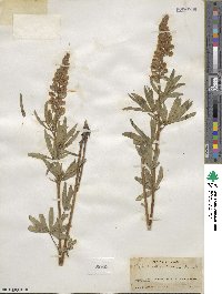 Lupinus foliosus image