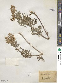 Lupinus foliosus image