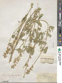 Lupinus foliosus image