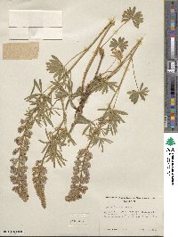 Lupinus formosus image